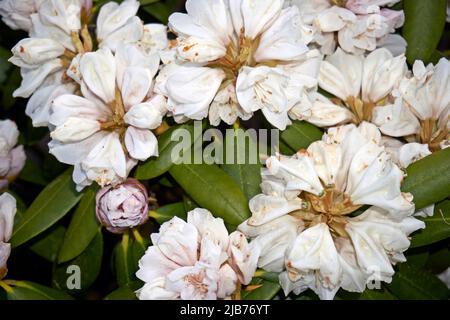 Weiße Blüten aus Rhododendron mit grünen Blättern Stockfoto