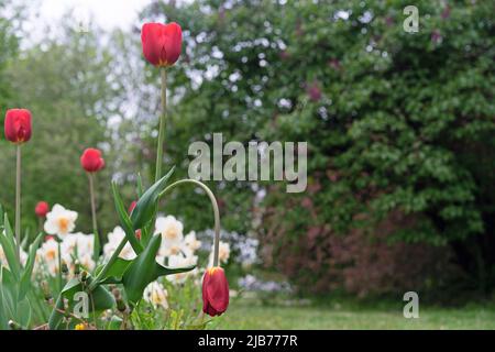 Blühende und verblassende rote Tulpen. Das Konzept der verschiedenen Phasen des Lebens von Blumen. Stockfoto