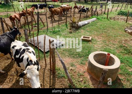 KENIA, County Kakamega, Bukura, ATDC Agricultural Technology Development Center, Milchkühe und mobile Biogasanlage von REHAU Company / KENIA, mobile REHAU Biogasanlage, Milchkuehe Stockfoto