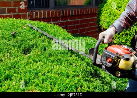 Ein Mann, der Hecke mit einer Trimmmaschine fräsen kann Stockfoto