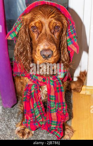 Netter Welpe zehn Monate alter englischer Cocker Spaniel Hund, der in einem Zimmer gebadet und traurig posiert Stockfoto