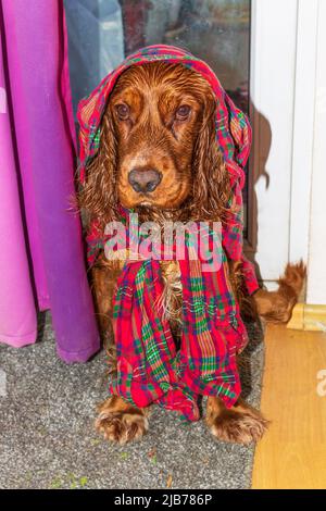 Netter Welpe zehn Monate alter englischer Cocker Spaniel Hund, der in einem Zimmer gebadet und traurig posiert Stockfoto