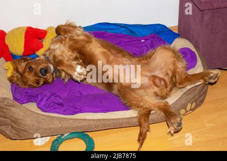 Netter Welpe, zehn Monate alt, englischer Cocker Spaniel, der in seinem Bett in einem Zimmer liegt, rollt, posiert Stockfoto