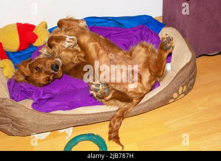 Netter Welpe, zehn Monate alt, englischer Cocker Spaniel, der in seinem Bett in einem Zimmer liegt, rollt, posiert Stockfoto