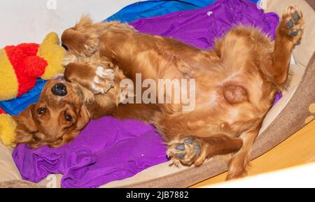 Netter Welpe, zehn Monate alt, englischer Cocker Spaniel, der in seinem Bett in einem Zimmer liegt, rollt, posiert Stockfoto