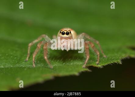 Nahaufnahme Makro-Foto von Waldspinne auf Blatt . Stockfoto