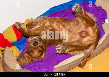 Netter Welpe, zehn Monate alt, englischer Cocker Spaniel, der in seinem Bett in einem Zimmer liegt, rollt, posiert Stockfoto