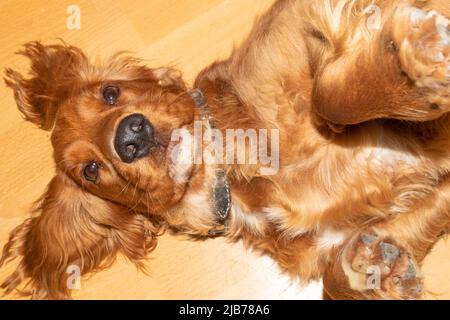 Netter Welpe, zehn Monate alt, englischer Cocker Spaniel, der in seinem Bett in einem Zimmer liegt, rollt, posiert Stockfoto