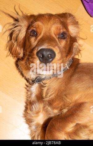 Netter Welpe, zehn Monate alt, englischer Cocker Spaniel, der in seinem Bett in einem Zimmer liegt, rollt, posiert Stockfoto