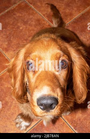 Netter Welpe, zehn Monate alt, englischer Cocker Spaniel, der in seinem Bett in einem Zimmer liegt, rollt, posiert Stockfoto