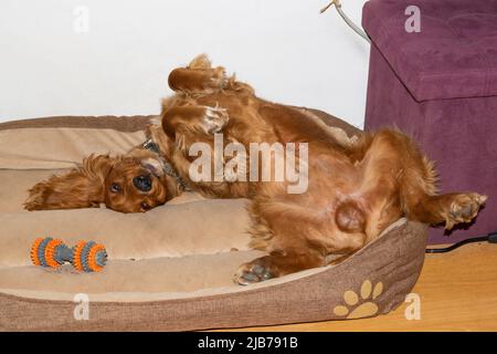 Netter Welpe, zehn Monate alt, englischer Cocker Spaniel, der in seinem Bett in einem Zimmer liegt, rollt, posiert Stockfoto