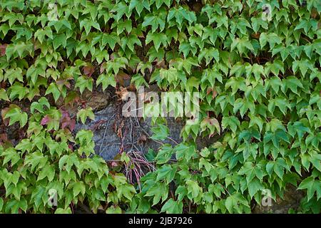 Handgemachte Steinwand mit Efeu-Blättern bedeckt.Texturen, grüne Farbe, Vorderansicht, Teppich aus Blättern Stockfoto