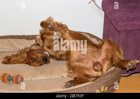 Netter Welpe, zehn Monate alt, englischer Cocker Spaniel, der in seinem Bett in einem Zimmer liegt, rollt, posiert Stockfoto
