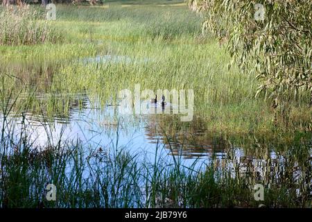 Der See ist mit Schilf bewachsen. Wilde Enten schwimmen auf dem See. Vogelbeobachtung. Zugvögel. Stockfoto