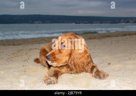 Niedlicher 6 Monate alter Rüde englischer Welpe Cocker Spaniel Hund, der Spaß am Sandstrand des Galata Kaps, Varna Bulgarien, hat Stockfoto