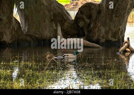 Der See ist mit Schilf bewachsen. Wilde Enten schwimmen auf dem See. Vogelbeobachtung. Zugvögel. Stockfoto