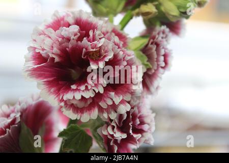 Alcea rosea, der gemeine Hollyhock, ist eine ornamentale, dichot blühende Pflanze aus der Familie malvaceae. Lila und weiße Blume. Stockfoto