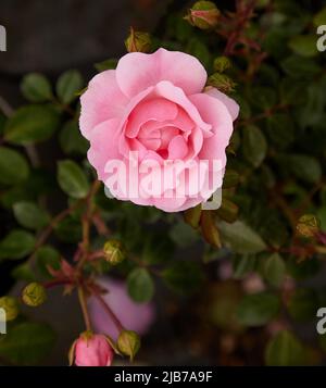 Nahaufnahme von Rosa Nahaufnahme von Rosa Felicia, einer rosa blühenden Strauchrose, die im Garten im Freien gesehen wird. Stockfoto