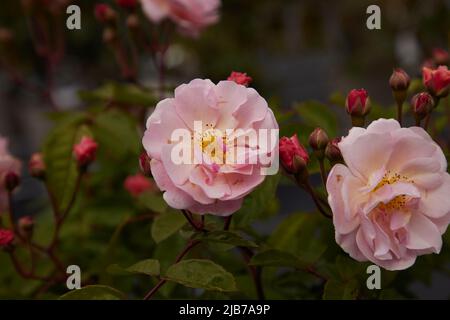 Nahaufnahme von Rosa Felicia, Strauchrose, im Garten gesehen. Stockfoto