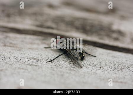 Nahaufnahme einer Fliege, die sich in der Frühlingssonne auf grauen Holzbrettern erwärmt. Stockfoto