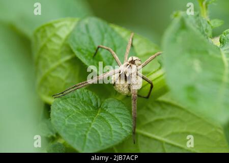 Eine weibliche Nursery Web Spider (Pisaura mirabilis) hält ihren Eiersack auf den Blättern einer Kartoffelpflanze in einem Garten in Großbritannien. Stockfoto