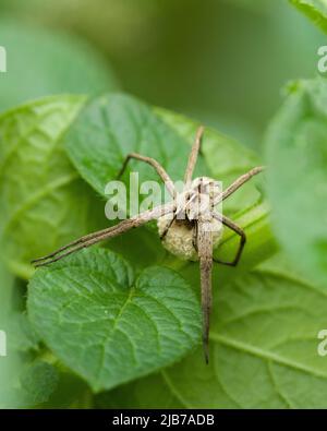 Eine weibliche Nursery Web Spider (Pisaura mirabilis) hält ihren Eiersack auf den Blättern einer Kartoffelpflanze in einem Garten in Großbritannien. Stockfoto