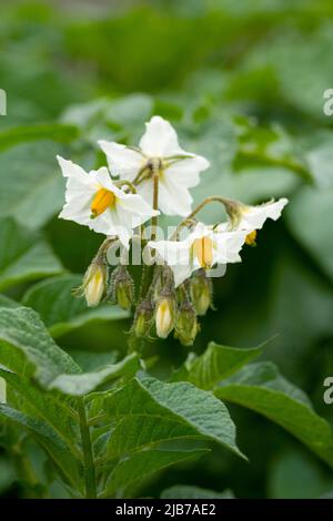 Blüht im Sommer auf einer biologisch angebauten Pentland Javelin-Kartoffelpflanze in einem Gemüsegarten. Stockfoto