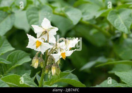 Blüht im Sommer auf einer biologisch angebauten Pentland Javelin-Kartoffelpflanze in einem Gemüsegarten. Stockfoto