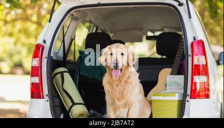 Happy golden Retriever Haustier Hund sitzt in offenen Autostiefel im Park Stockfoto