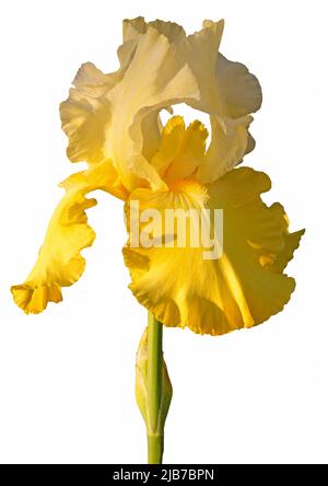Eine gelbe Irisblume isoliert auf weißem Hintergrund Stockfoto