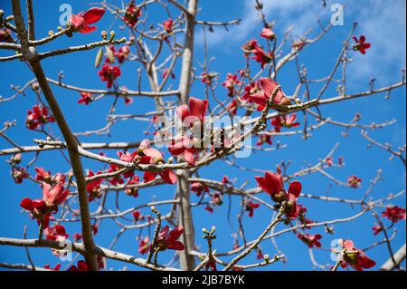 Schöne rote Blumen auf dem Baum Bombax Ceiba blüht die Bombax Ceiba Lat. - Bombax ceiba oder Baumwollbaum am Toten Meer Stockfoto