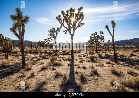 Joshua Tree mit Sonne im Hintergrund, Joshua Tree National Park. Stockfoto