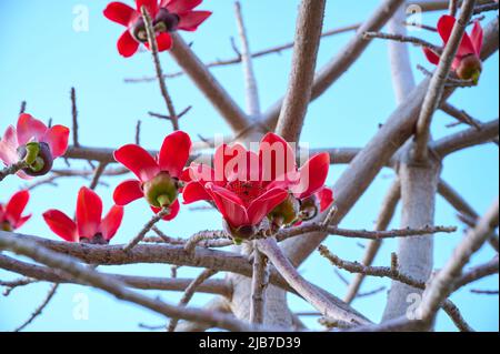 Schöne rote Blumen auf dem Baum Bombax Ceiba blüht die Bombax Ceiba Lat. - Bombax ceiba oder Baumwollbaum am Toten Meer Stockfoto