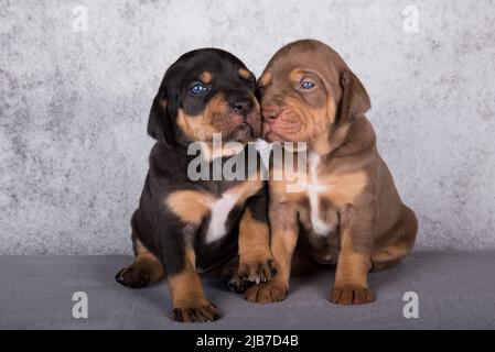 Zwei Louisiana Catahoula Leopard Dogs Welpen auf grauem Hintergrund Stockfoto