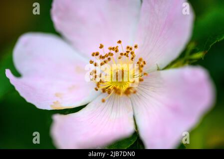 Nahaufnahme einer Blume mit rosa und weißen Blütenblättern und gelben Staubgefäßen. Blume gesehen in Kent, Großbritannien im Frühjahr. Stockfoto