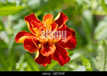 Rote orange französische Ringelblume, Nahaufnahme, Tagetes-Patula Stockfoto