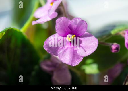 Nahaufnahme einer blühenden violetten Blume an sonnigen Tagen Stockfoto