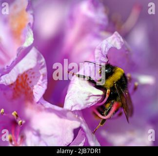 Eine Hummel bestäubt eine rosa Blume. Die Biene hat Pollen am Bein, wenn sie über die Blume geht. Die Hummel hat schwarze und gelbe Streifen. Stockfoto