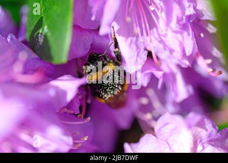 Eine Hummel bestäubt eine rosa Blume. Die Biene hat Pollen auf ihrem Rücken, wenn sie über die Blume geht. Stockfoto