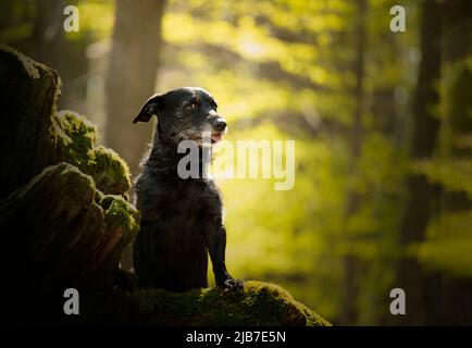 Ein älterer Hund, der bei Frühlingswetter durch den Wald läuft. Sie stellt gerne als Model aus. Stockfoto