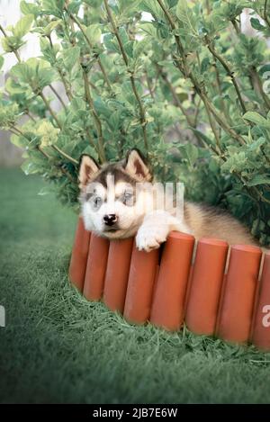 Alaskan Malamute Welpen versteckt im Gras. Malamute ist eine der ältesten Schlittenhundrassen, zu denen z. B. sibirischer Husky oder samoyed gehören. Stockfoto