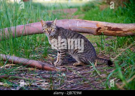 Porträt einer gewöhnlichen europäischen Katze an einem Sommertag im Park. Nahaufnahme. Stockfoto