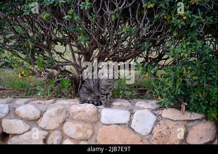 Porträt einer gewöhnlichen europäischen Katze an einem Sommertag im Park. Nahaufnahme. Stockfoto