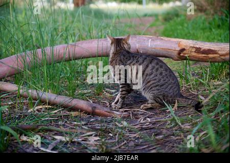 Porträt einer gewöhnlichen europäischen Katze an einem Sommertag im Park. Nahaufnahme. Stockfoto