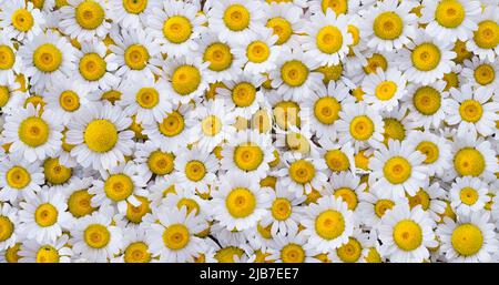 Schöne Gänseblümchen Blumen. Blumen von schönen weißen Gänseblümchen (Marguerite) als Hintergrund Stockfoto