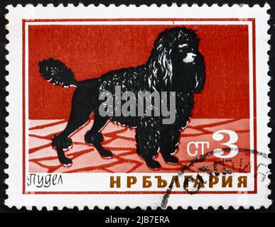 BULGARIEN - UM 1964: Eine in Bulgarien gedruckte Marke zeigt Pudel, Hund, um 1964 Stockfoto