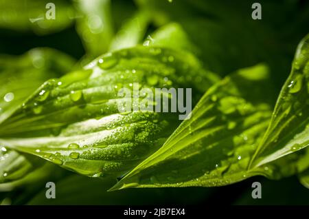 Nahaufnahme eines Hosta Detail, Southern Massachusetts, MA, USA Stockfoto