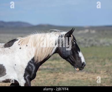 Bunte Herde von American Ranch Pferden, die aufgerundet werden, um auf Sommerweiden auf einer Ranch in Colorado zu ziehen. Stockfoto