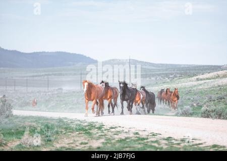 Bunte Herde von American Ranch Pferden, die aufgerundet werden, um auf Sommerweiden auf einer Ranch in Colorado zu ziehen. Stockfoto