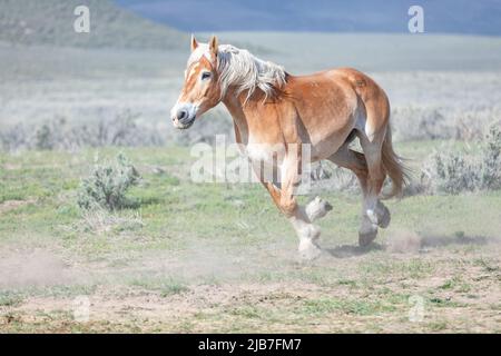 Bunte Herde von American Ranch Pferden, die aufgerundet werden, um auf Sommerweiden auf einer Ranch in Colorado zu ziehen. Stockfoto